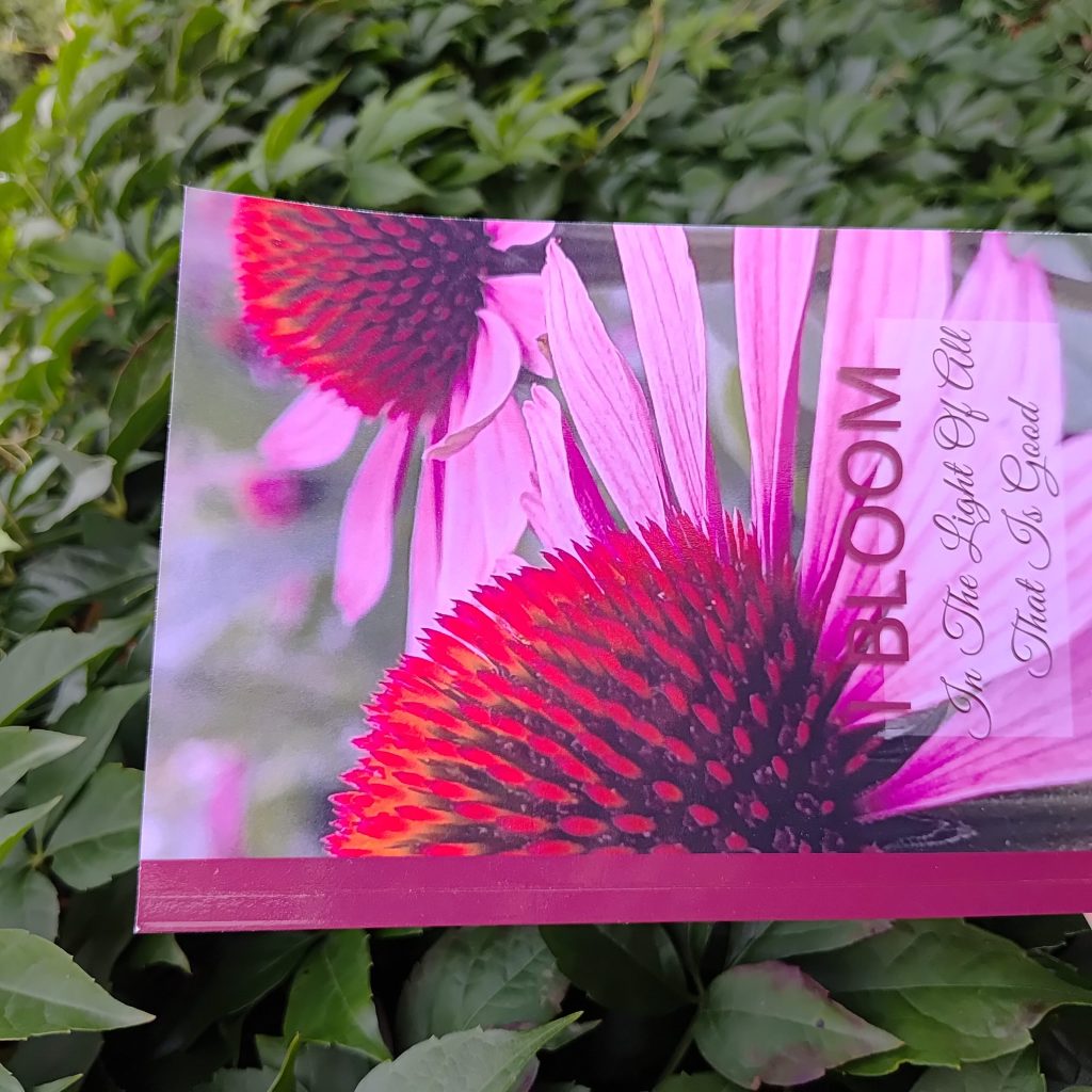 Echinacea pink flower with natural green backdrop, elegant floral journal cover.
